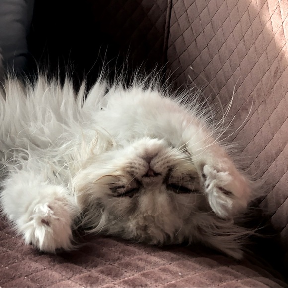 Meet your Posher, D - Picture 1 of 1